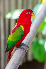 The chattering lory (Lorius garrulus) is a forest-dwelling parrot endemic to North Maluku, Indonesia. It is considered vulnerable, the main threat being from trapping for the cage-bird trade.