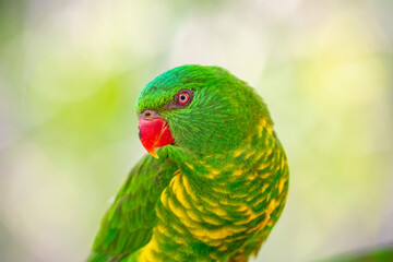 The scaly-breasted lorikeet (Trichoglossus chlorolepidotus) is an Australian lorikeet found in woodland in eastern Australia. The common name aptly describes this bird, which has yellow breast feather