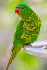 The scaly-breasted lorikeet (Trichoglossus chlorolepidotus) is an Australian lorikeet found in woodland in eastern Australia. The common name aptly describes this bird, which has yellow breast feather