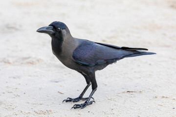 Fototapeta premium A house crow (Corvus splendens) is on the beach of Batu Ferringhi penang malaysia. a common bird of the crow family that is of Asian origin but now found in many parts of the world.