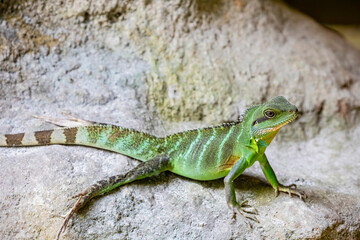 Chinese water dragon (Physignathus cocincinus) is a species of agamid lizard native to China and mainland Southeast Asia. 
Coloration ranges from dark to light green. - obrazy, fototapety, plakaty