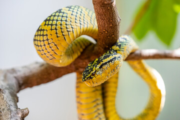 Wagler's pit viper (Tropidolaemus wagleri)  in temple of the Azure Cloud in Penang Malaysia. It is a species of venomous snake, a pit viper in the subfamily Crotalinae of the family Viperidae. 