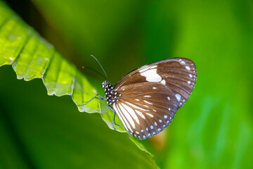  magpie crow (Euploea radamanthus) in  in Entopia penang Malaysia. It is a butterfly found in India and Southeast Asia.