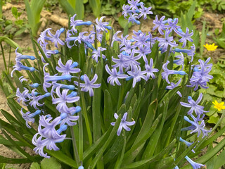 Obraz premium Blue Hyacinth. Hyacinthus orientalis.