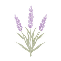 Naklejka premium Watercolor illustration lavender flower isolated on white