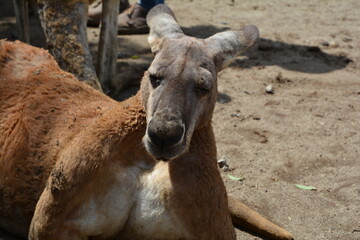 イケメンなカンガルー
