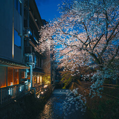 京都 祇園白川の夜桜 - 777018933