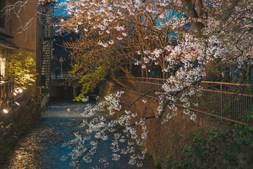 京都 祇園白川の夜桜 - 777019104