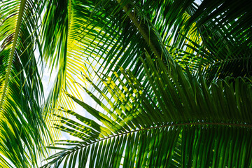Coconut green tropical palm branches blue sky white clouds abstract background bright shiny sun day beautiful nature summer. Joy happiness harmony tranquility calm life 