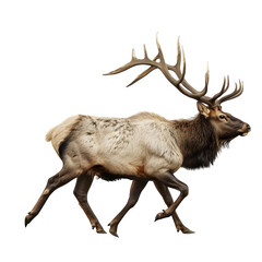 north american elk in motion isolated white background - obrazy, fototapety, plakaty