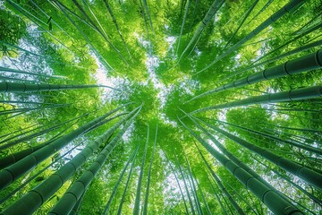 Fototapeta na wymiar The Canopy of Bamboo A Symphony of Nature's Architecture Generative AI