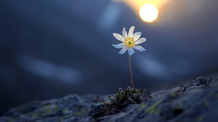Fotobehang A solitary flower blooms on the mountainside its petals shining in the moons spotlight against a backdrop of shadowy peaks. . . © Justlight