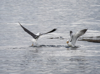 Seagulls flocking and fighting to find food in water