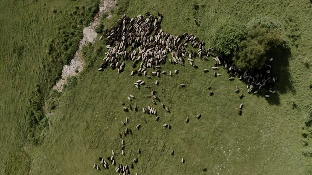 aerial view of sheeps on hills in Tatra mountains