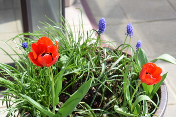 red blooming tulip with blue muscari flowers