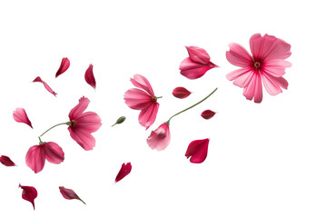Petal flowers flying in the air in spring season isolated on background, falling blossom petal, levitation of beautiful tropical floral.