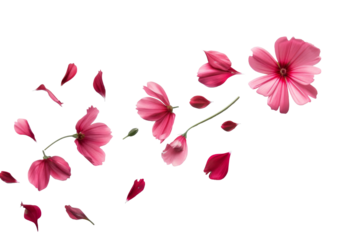 Petal flowers flying in the air in spring season isolated on background, falling blossom petal, levitation of beautiful tropical floral.
