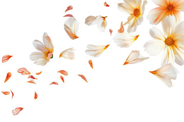 Petal flowers flying in the air in spring season isolated on background, falling blossom petal, levitation of beautiful tropical floral. - obrazy, fototapety, plakaty