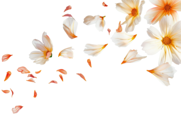 Petal flowers flying in the air in spring season isolated on background, falling blossom petal, levitation of beautiful tropical floral.