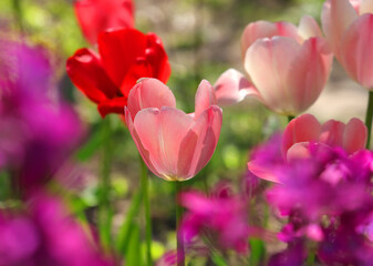Pink tulips blooming in springtime