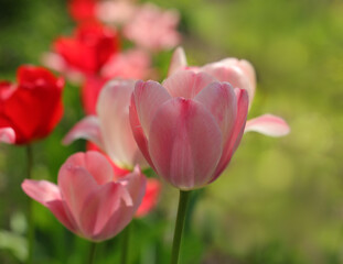 Closeup of pink tulips blooming in spring