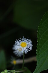 ハルジオンの花