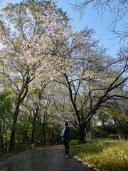 春の公園で桜の花見する中年女性の姿