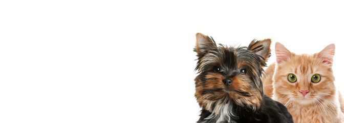 Yorkshire terrier puppy and cute red cat on white background. Banner design with space for text
