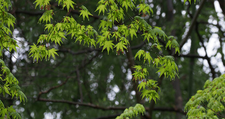 Fototapeta na wymiar 雨の公園の新緑のもみじの葉っぱの風景