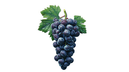 Grape in delicious food style, top view on transparent white background