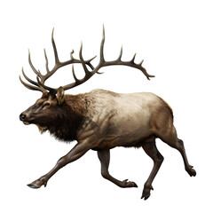 elk in motion isolated white background