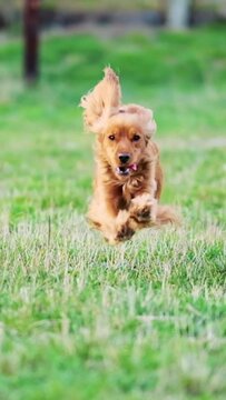 Blurred background with walking dog, red english cocker spaniel. Selective focus. The dog runs towards the videographer. Slow motion. Vertical video.