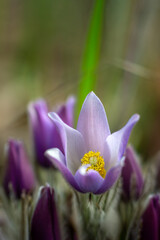 Sleep grass (shot). Pulsatilla. Perennial. One of the best first-flowering plants. The shoots wake up early, in March-April, and immediately bloom in a friendly manner.