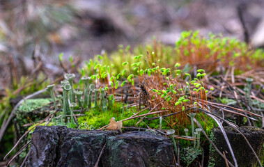 Spring warmth awakened nature. Moss bloomed on an old stump.