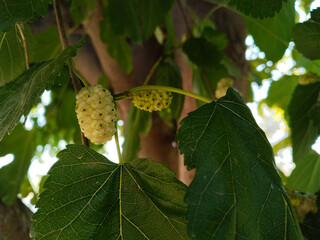White mulberry ripens on a tree in summer, White mulberry ripens on a tree in summer
