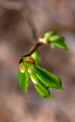 Obraz premium Young leaves are blooming on tree branches.