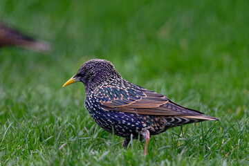étourneau sansonnet - sturnus vulgaris linnaeus - Tuilerie - Louvre
