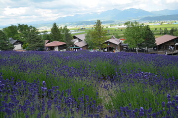 ラベンダー畑からの雄大な景色