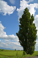 北海道美瑛のケンとメリーの木