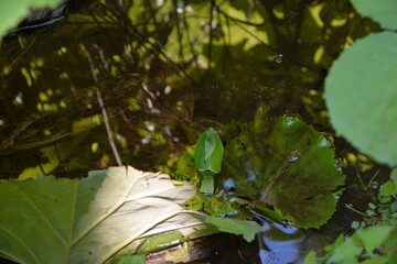水面に浮かぶ笹船