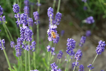 ラベンダーの花と蜂