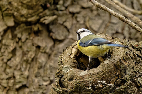 m&eacute;sange bleue - cyanistes caeruleus,
