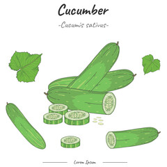 Frutipedia Cucumber illustration vector