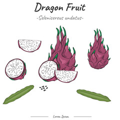 Frutipedia Dragon fruit illustration vector