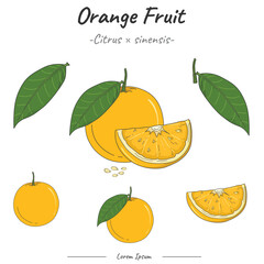 Frutipedia Orange illustration vector