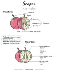 Grapes structures and flavor zone illustration vector