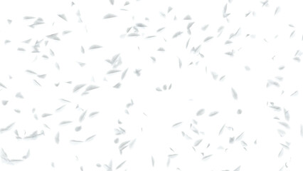 Floating Feathers: A collection of fluffy white bird feathers drifts gently through the air on a transparent background