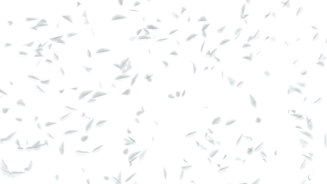 Floating Feathers: A collection of fluffy white bird feathers drifts gently through the air on a transparent background