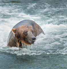 A brown bear emerging from the water at Brooks River. Katmai National Park. Alaska. USA.