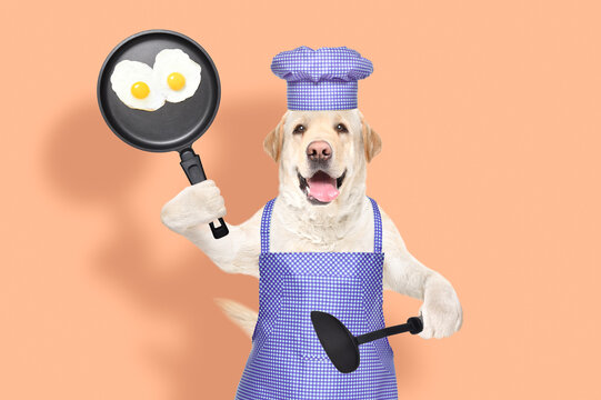 Cheerful Labrador with a chef's suit standing with scrambled eggs in a frying pan and a kitchen spatula 